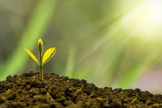 Una nueva planta emerge del suelo fértil, iluminada por los rayos del sol, simbolizando la fe y los frutos futuros.